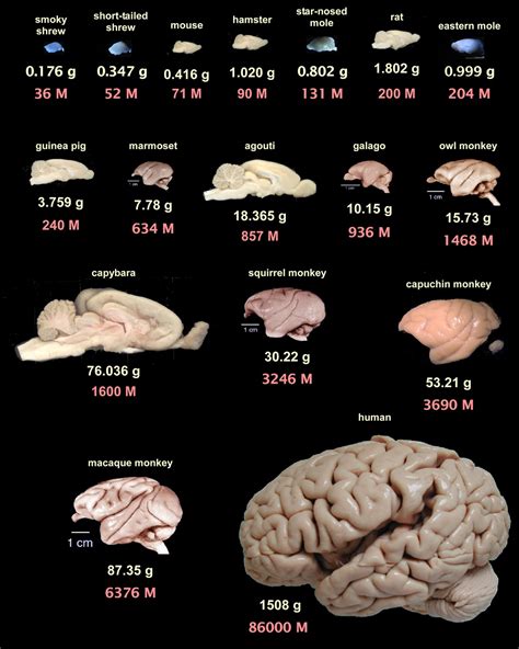which parts of the brain are similar to other animals